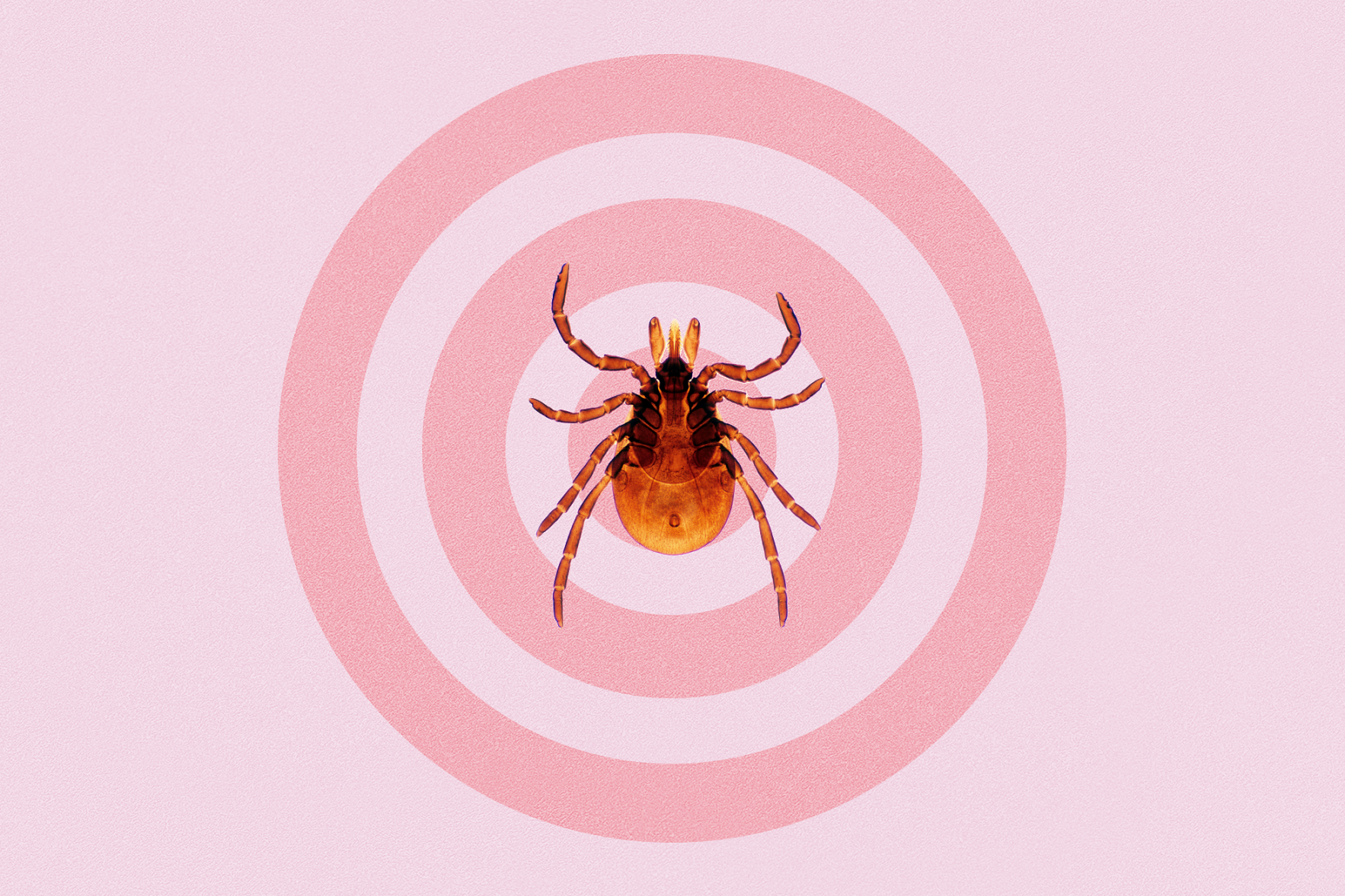tick in bullseye
