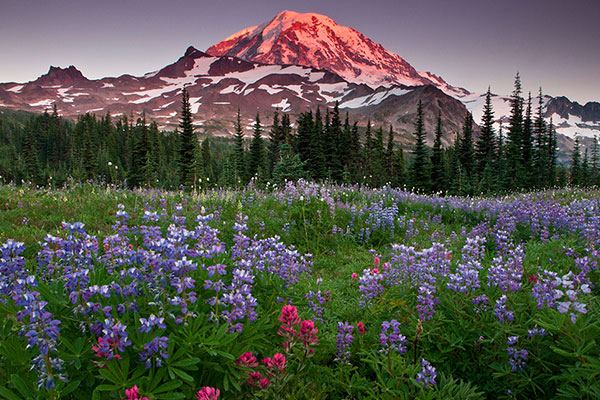 600x400-mount-rainier-national-park-spring