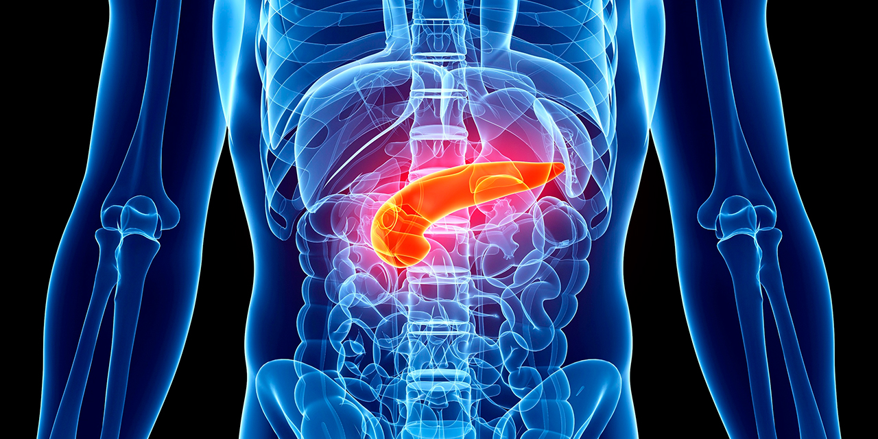 Visualization of a pancreas.