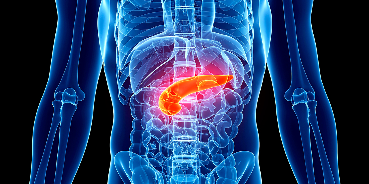 Visualization of a pancreas.