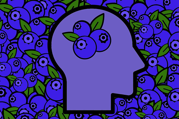 Blueberry illustration.