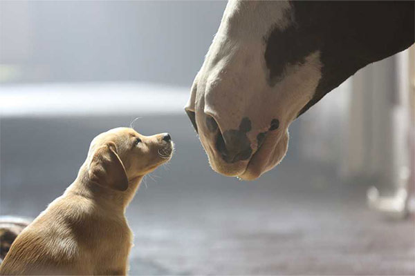 Still from Budweiser's 'Puppy Love' commercial.