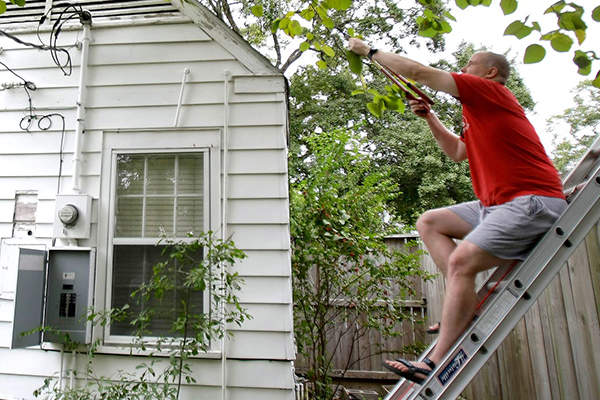 Person trimming branches.
