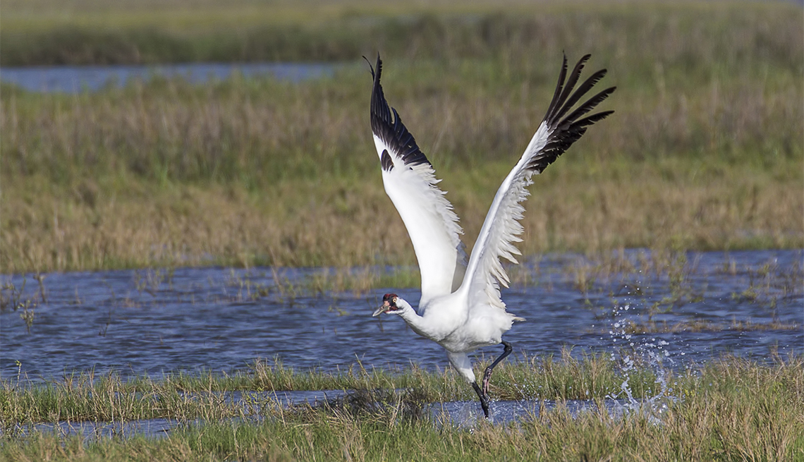item 6 of Gallery image - A Whooping Crane about to take flight in marshland