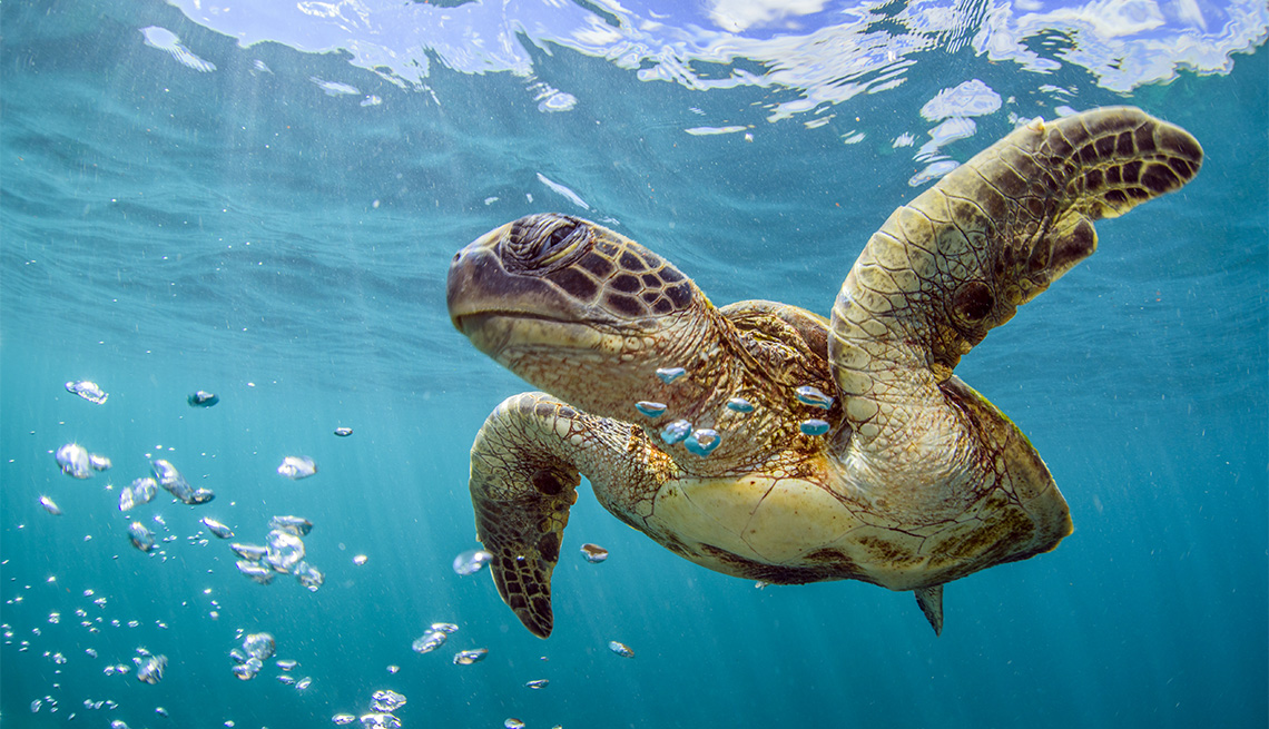 Marine turtle under water