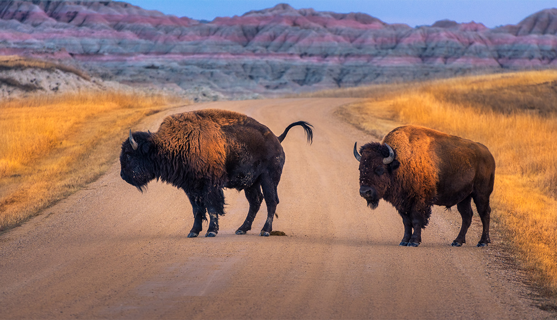 a pair of bison standing in the middle of the road at Badlands National Park