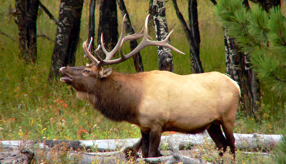 item 3 of Gallery image - A bull elk bugling at Rocky Mountain National Park