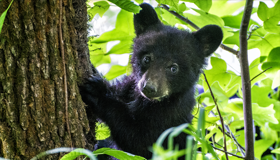 item 6 of Gallery image - A black bear cub climbs a tree with his mom watching from below.  Cades Cove section of the Great Smoky Mountains National Par