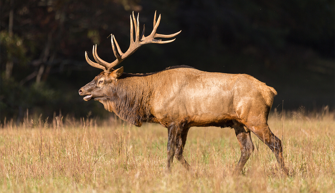 item 5 of Gallery image - A bull elk bugles during the fall rut in the Cataloochee Valley of the Great Smoky Mountains National Park