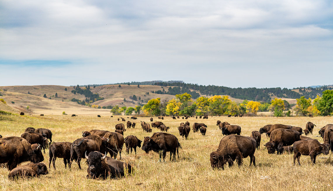 Grupo de Bisontes en una pradera del Parque Estatal de Custer