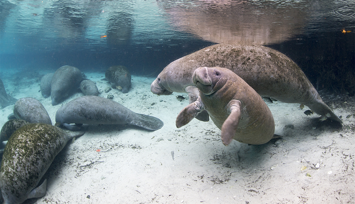 Crystal river and its company of Manatees