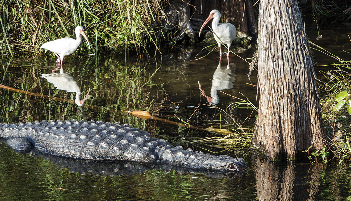 un cocodrilo y dos pájaros en los Everglades