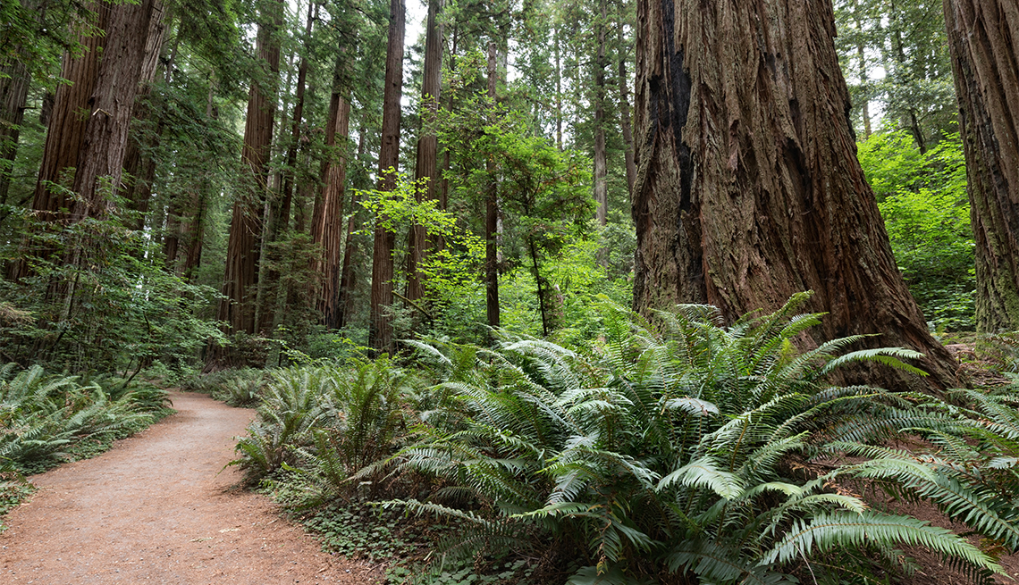 Giant Redwood Trees on Stout Grove Trail, Jedediah Smith Redwoods State Park
