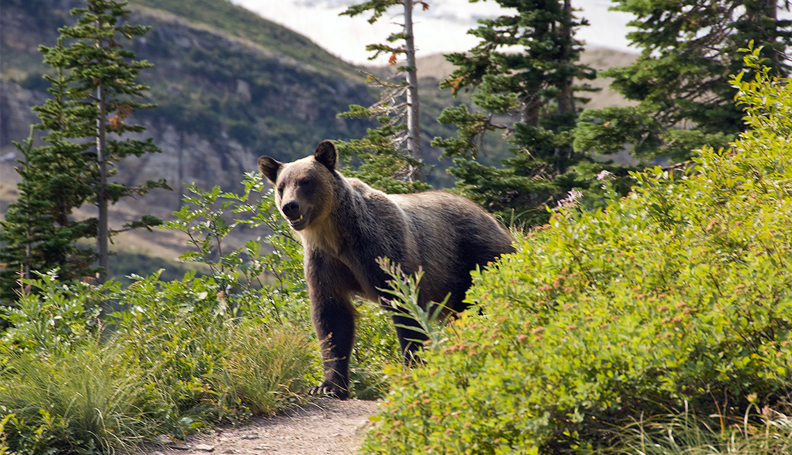 item 6 of Gallery image - Un oso en el Glacier National Park