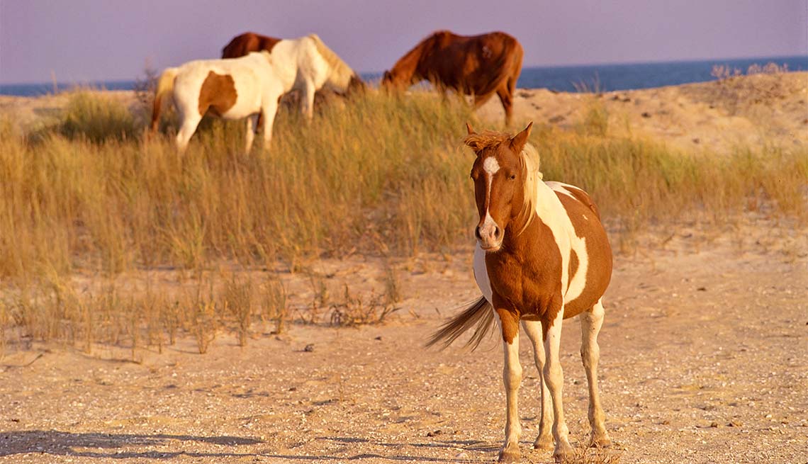 item 8 of Gallery image - wild ponies at Chincoteague National Wildlife Refuge