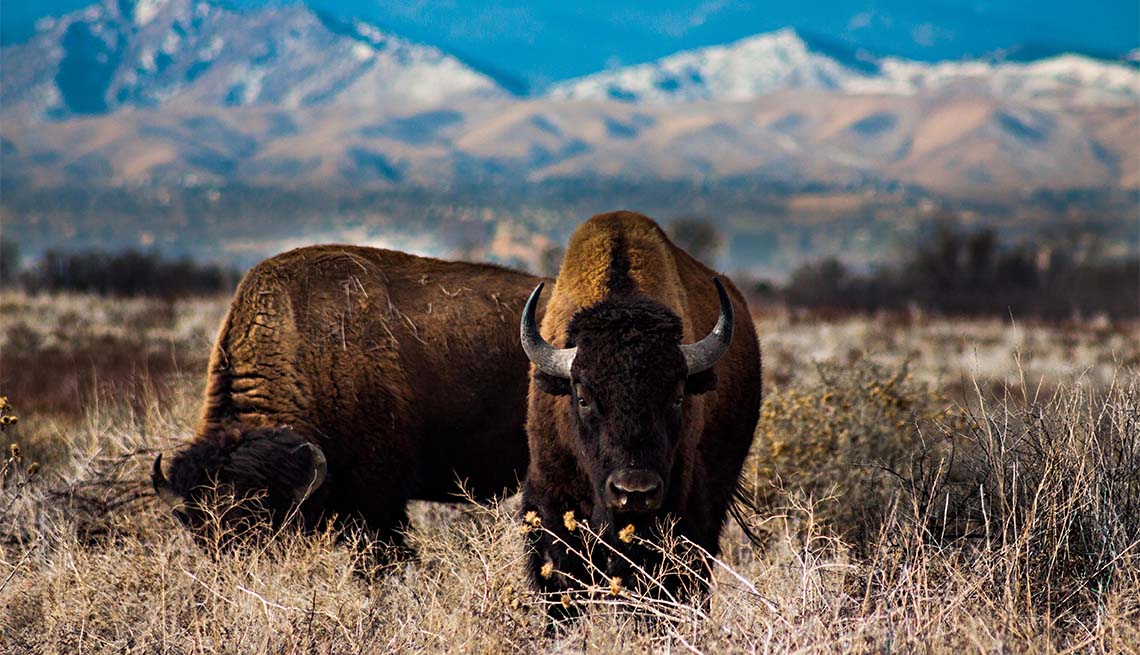 item 5 of Gallery image - bison at Rocky Mountain Arsenal National Wildlife Refuge