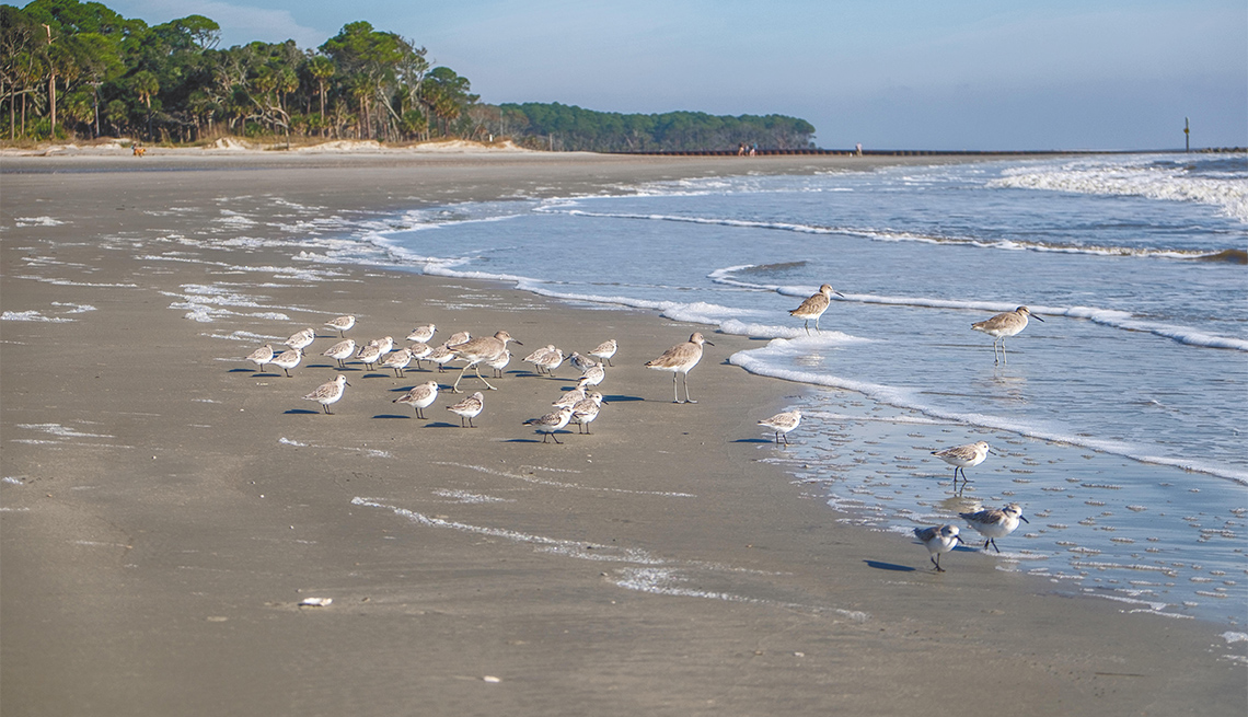 Birds on beach at Hunting Island State Park, South Carolina