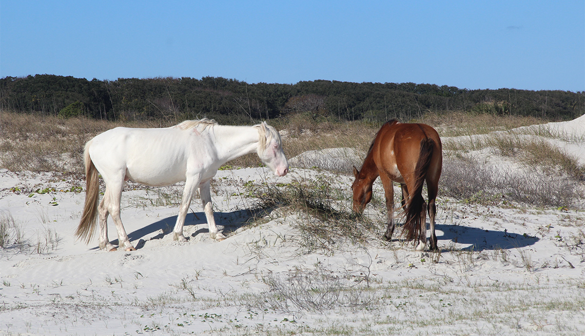 item 3 of Gallery image - Wild horses on Cumberland Island