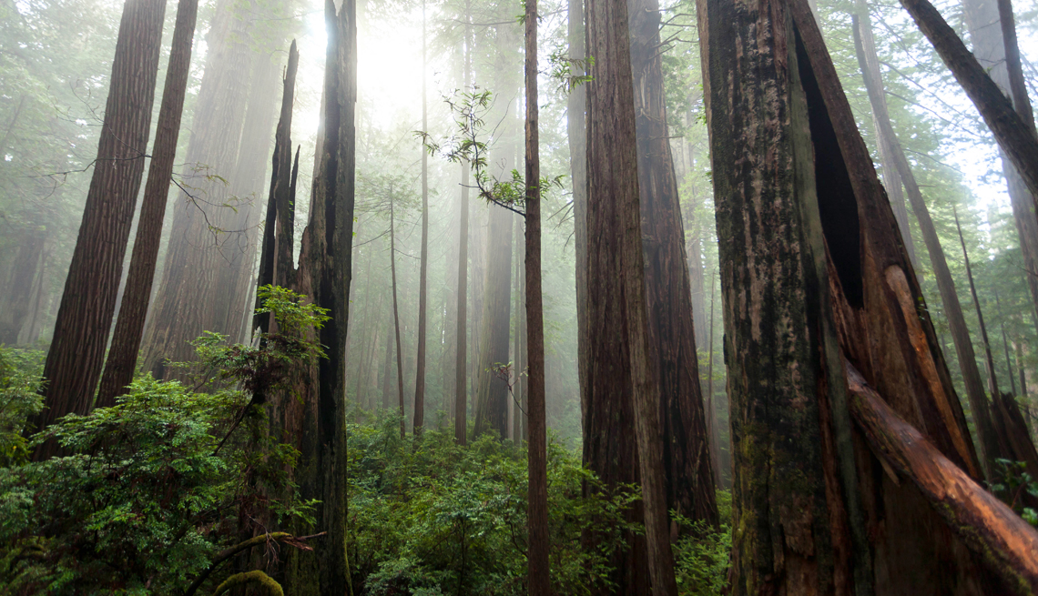 redwood tree walk california