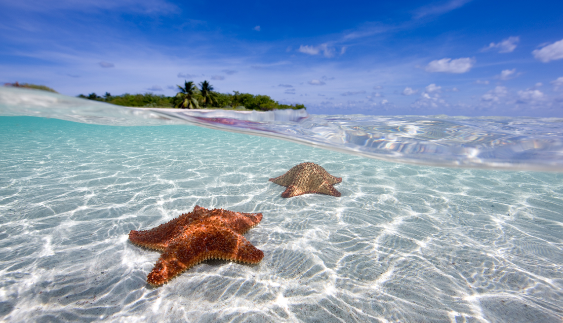 Estrellas de mar bajo el agua en la playa