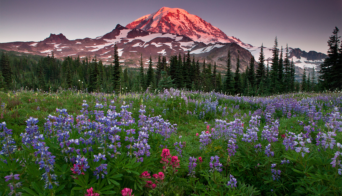 Flores silvestres crecen en un prado con el monte Rainier al fondo