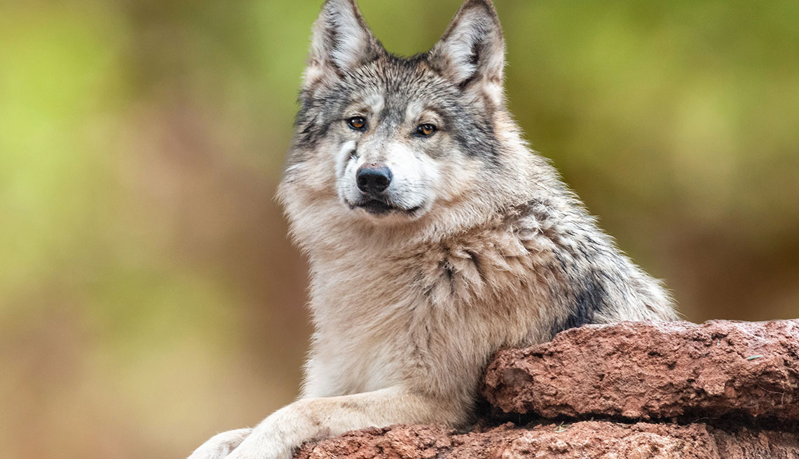 Un lobo gris mexicano en peligro de extinción.