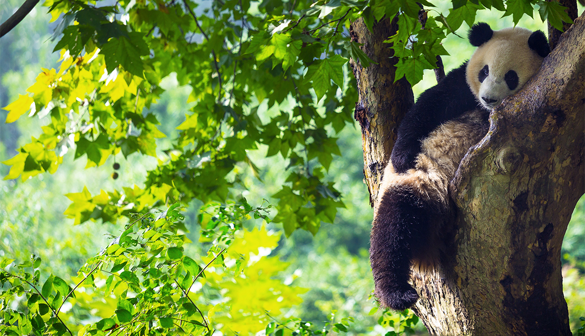 item 10 of Gallery image - Oso Panda en un árbol, Chengdu, China