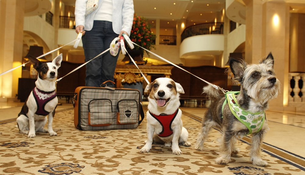 Las mejores ofertas en Suministros para perros Louis Vuitton