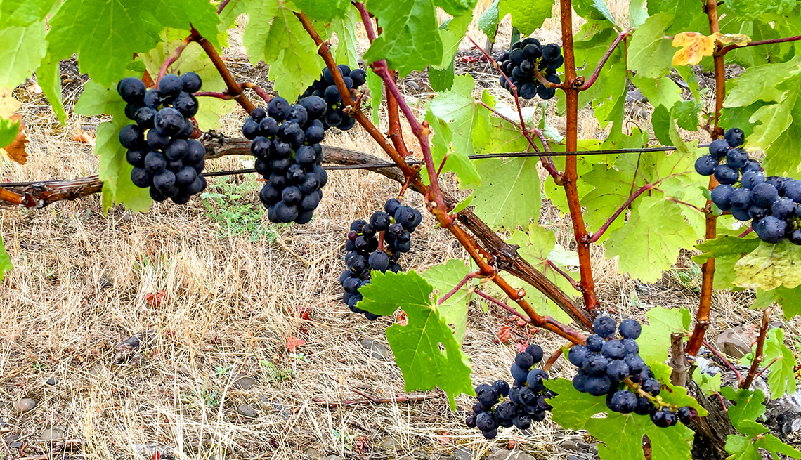 Photograph is of ripe Pinot Noir grapes in Willamette Valley