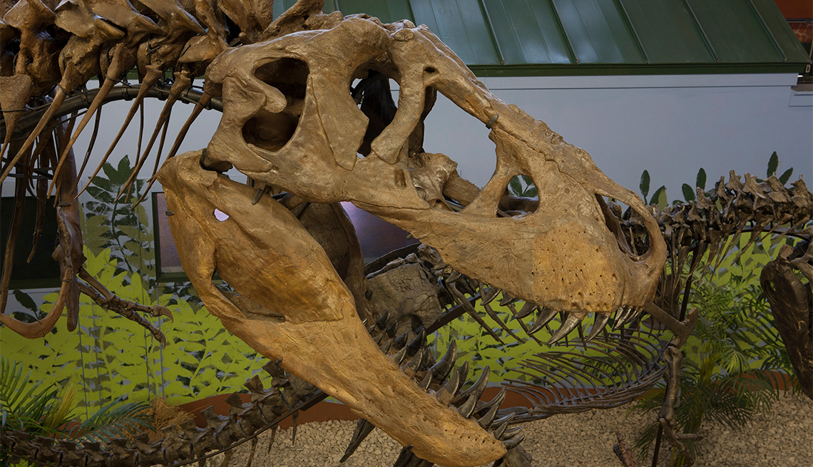 Head of Ivan, a Tyrannosaurus at the Museum of World Treasures, Wichita, KS.