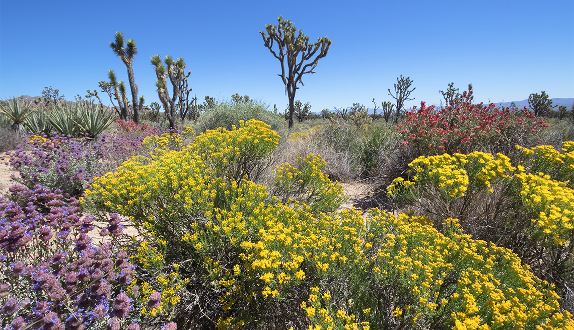item 5 of Gallery image - Joshua tree and wildflower in spring