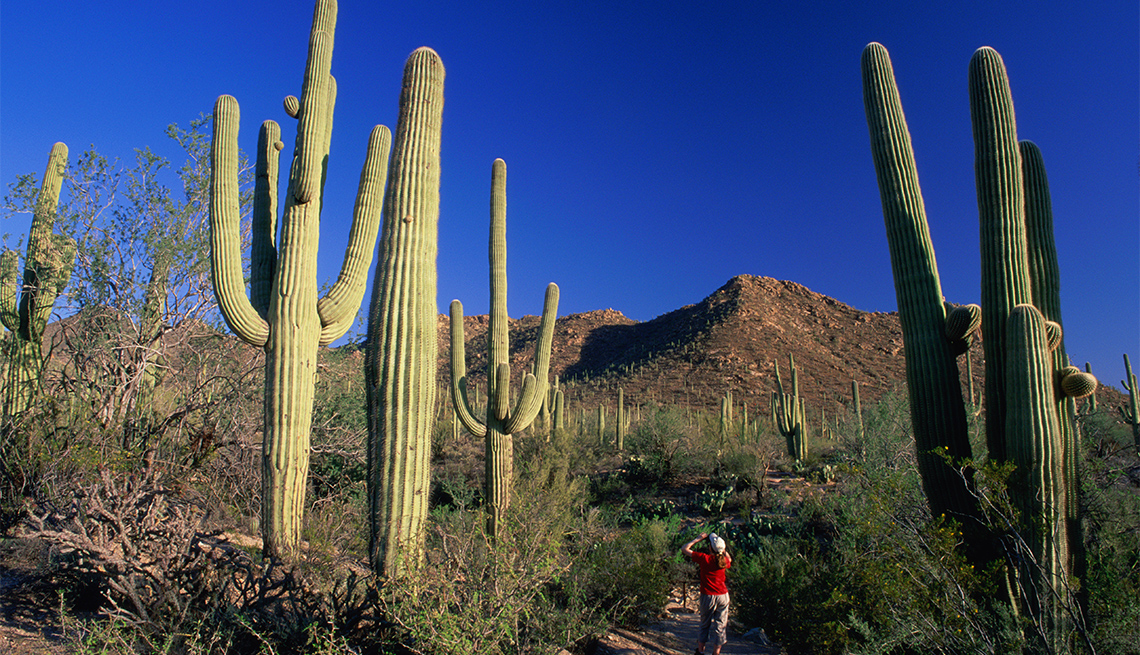 item 2 of Gallery image - Saguaro cacti (Cereus giganteus)
