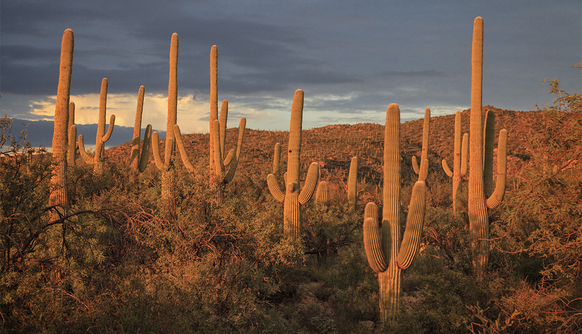 item 5 of Gallery image - Saguaro giant Cacti (Carnegiea gigantea) in Saguaro National Park at sunset.
