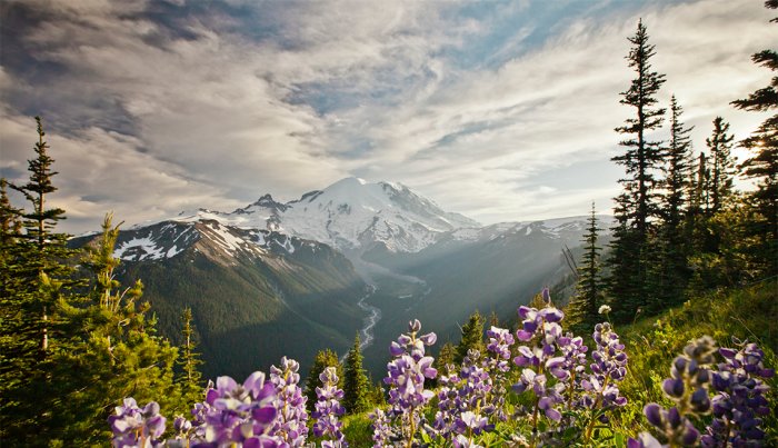 AARP’s Guide to Mount Rainier National Park