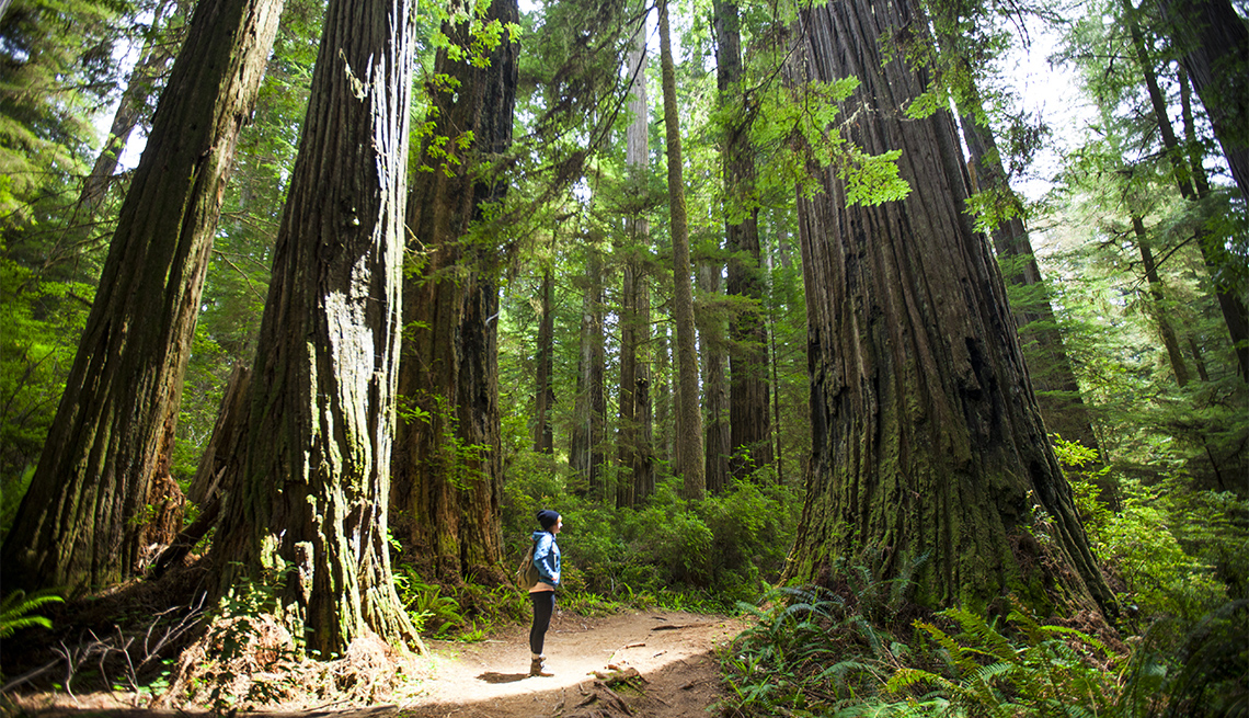 A hiker stands in the sunlight amongst giant Redwood Trees 