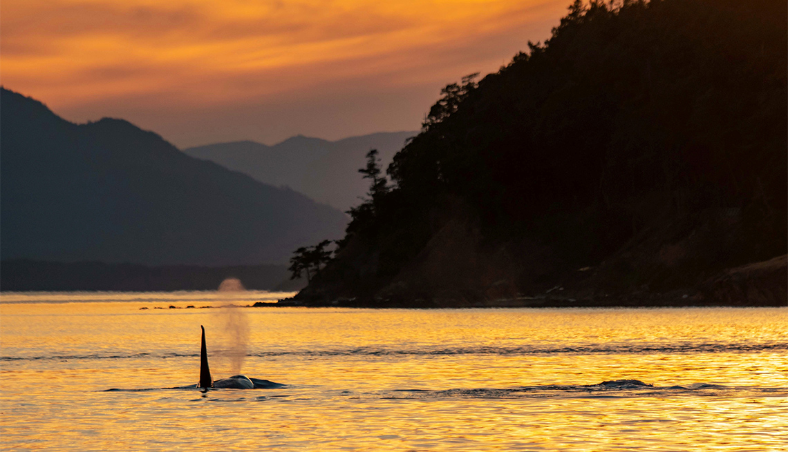 Orca whale swimming during sunset