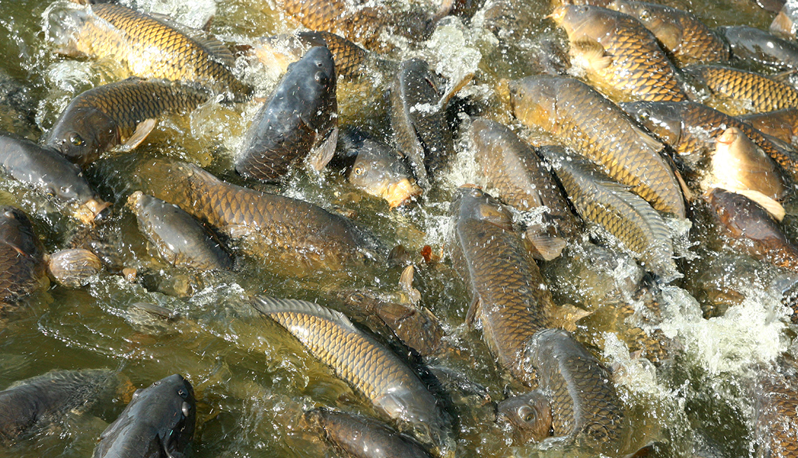 Peces en el parque estatal Pymatuning