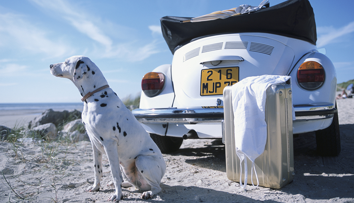 Dalmatian on Sand by Beach, Suitcase Behind White VW Convertible, How to Travel With Your Pet 