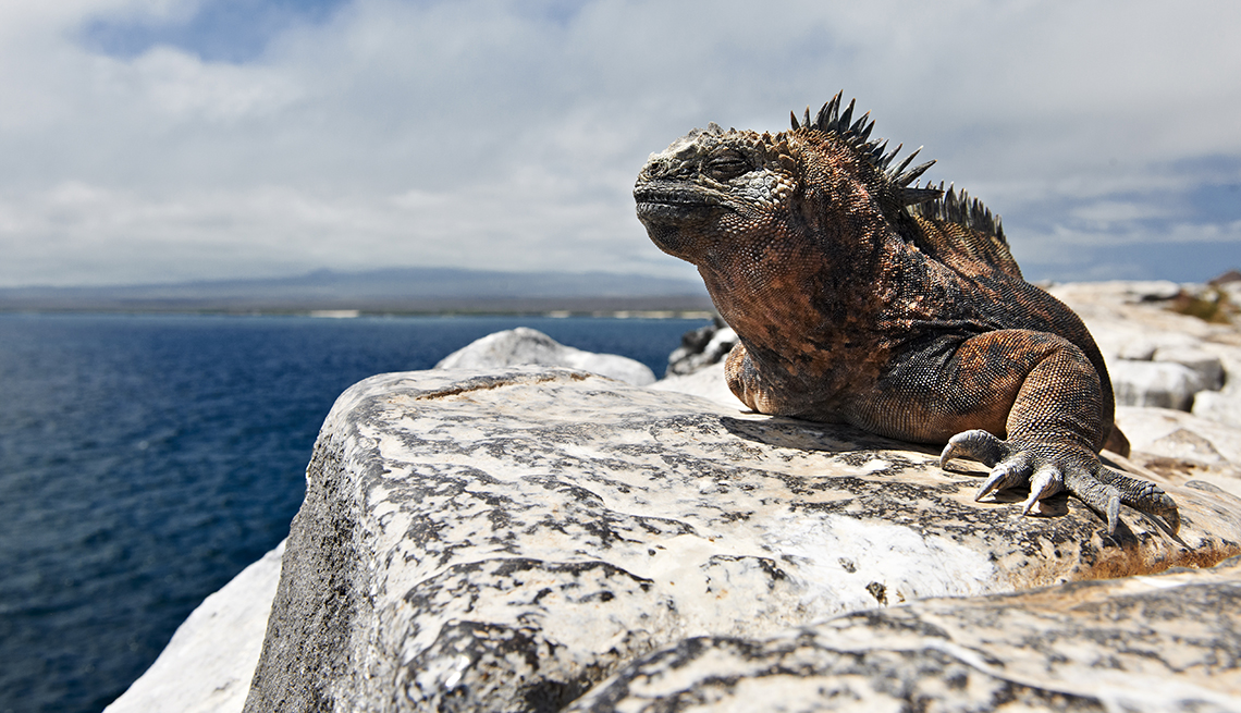 item 10 of Gallery image - Iguana on Rock, Ocean, Galapagos, Great All-Inclusive Vacations 