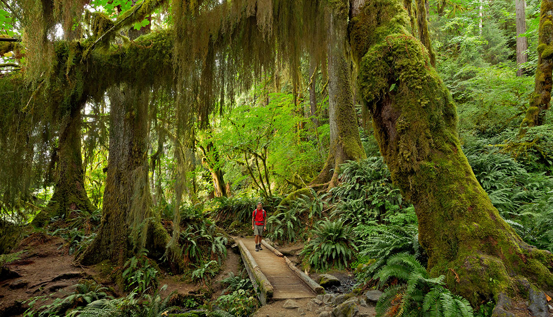Hiker on the Hoh River trail 