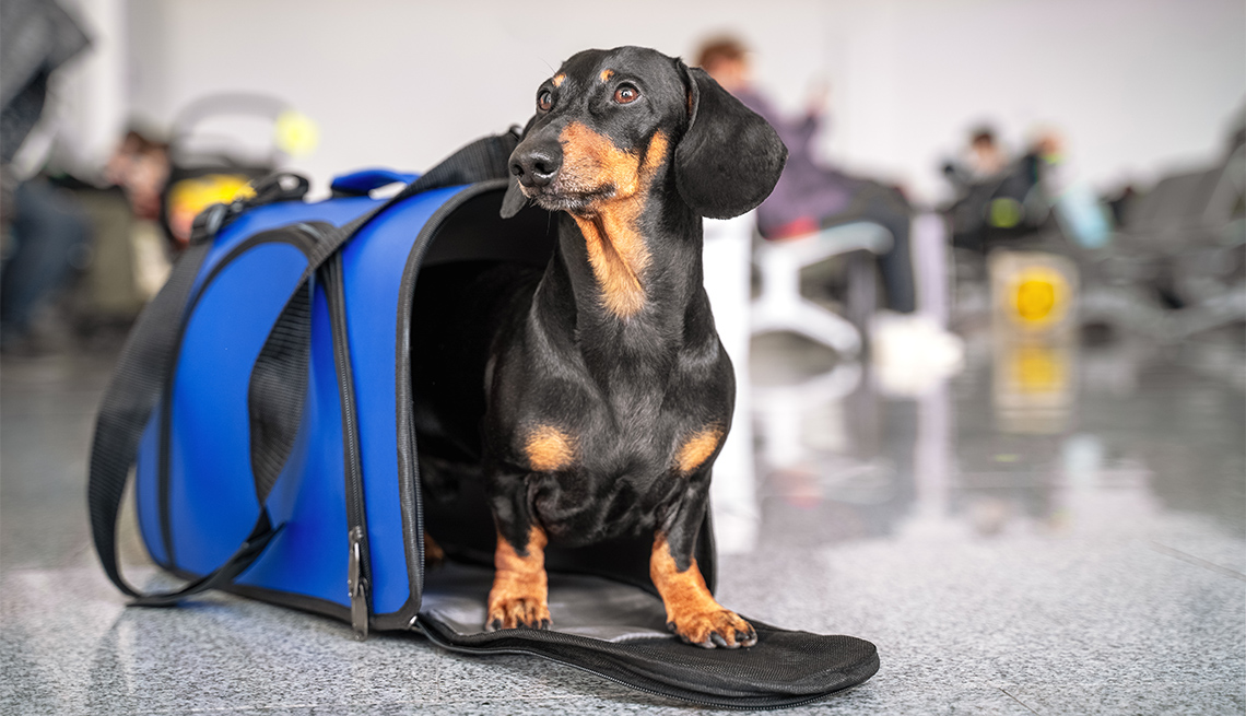 dachshund dog sits in blue pet carrier at an airport