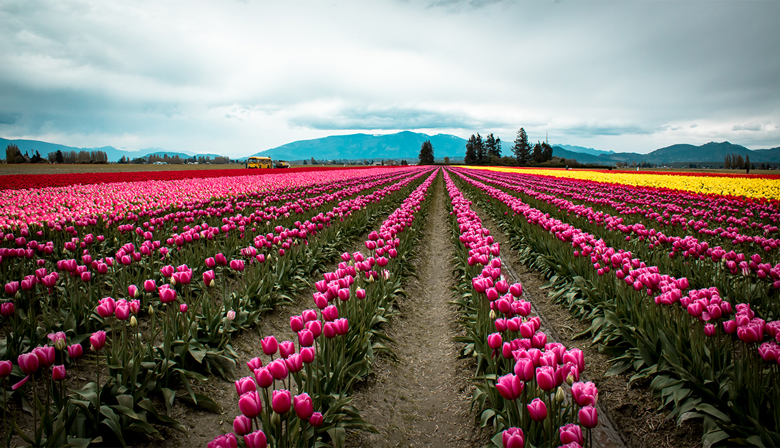 item 1 of Gallery image - rows of pink, red and yellow tulips at the Skagit Tulip Festival 
