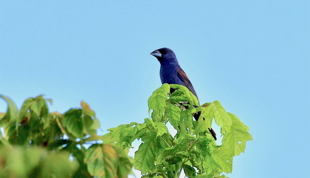 Birdwatch: the robin is one of our most familiar birds – yet it can still  surprise us, Birds