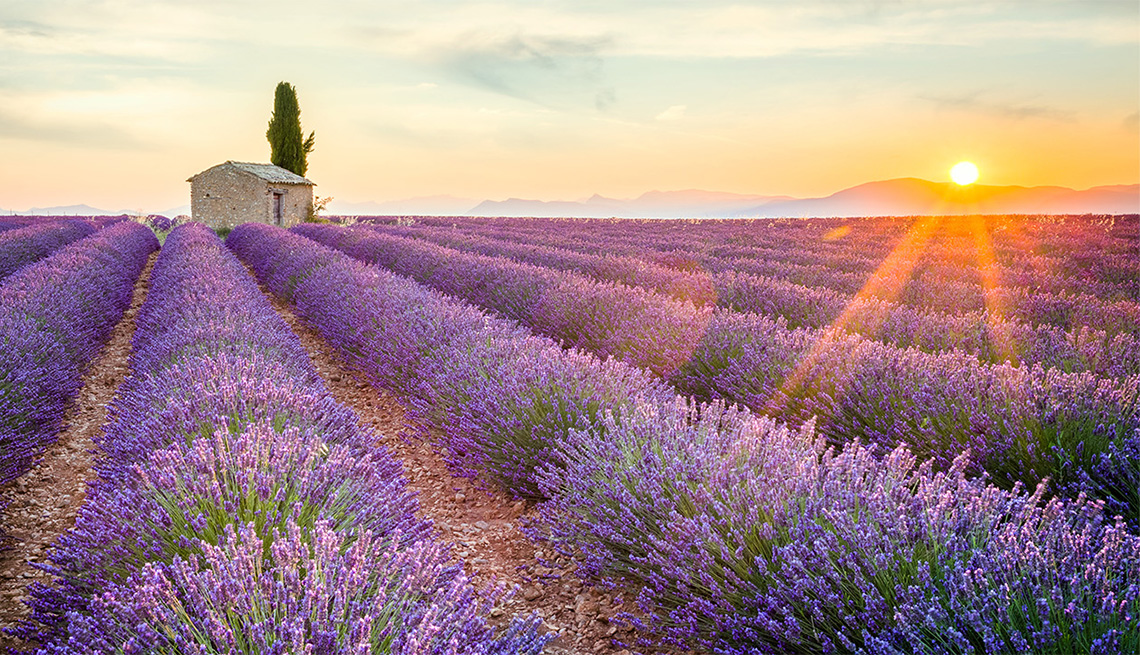 Provence In Lavender Season