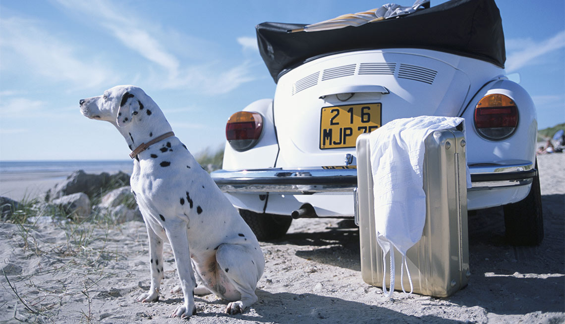 Cómo viajar con tu mascota - Perro sentado junto a un carro