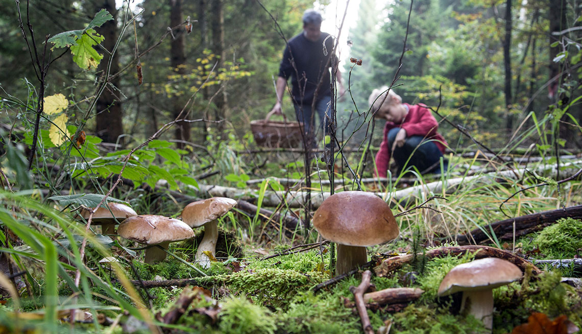 item 10 of Gallery image - Wild Mushrooms Grow In The Forest With Adventurous Foragers In The Background, Unique Fall Vacation Destinations