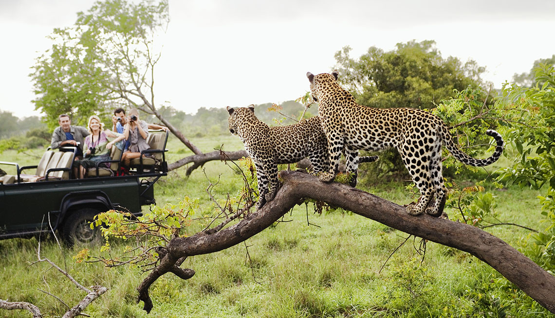 Two Leopards On Tree Watching Tourists In A Safari Jeep, How To Choose A Guide Tour