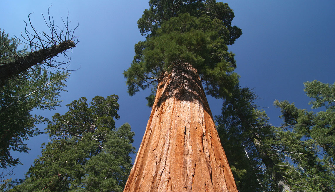 A Tall Sequoia Tree In The Sequoia National Forest In California, Best National Parks