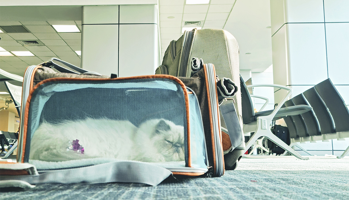 Un gato dentro de un maletín de transporte en la sala de espera de un aeropuerto