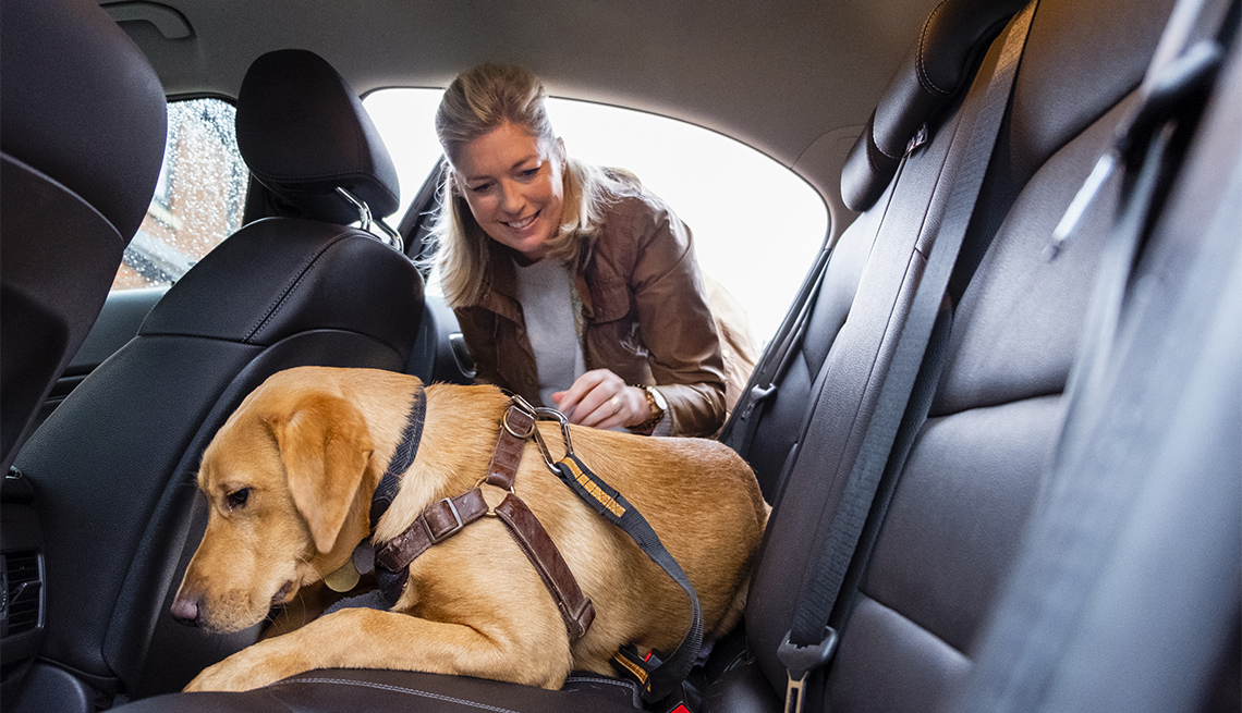 A woman wearing casual clothing, clipping her puppy Labrador retriever into the backseat of her car with a safety harness.